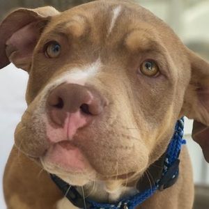 Meet your Posher, Tara